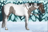 Horse Color:Grullo Tobiano Rabicano 