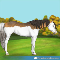 Horse Color:Buckskin Splash 