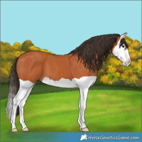 Horse Color:Bay Splash 