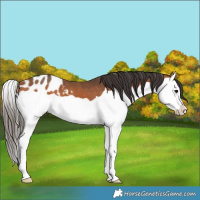 Horse Color:Bay Splash Appaloosa 