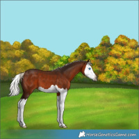 Horse Color:Gray Silver Bay Splash 