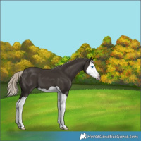 Horse Color:Gray Silver Black Splash 