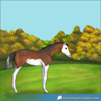 Horse Color:Bay Splash 