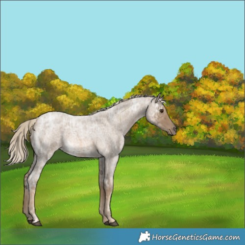 Horse Color:Chocolate Palomino Ice Roan 
