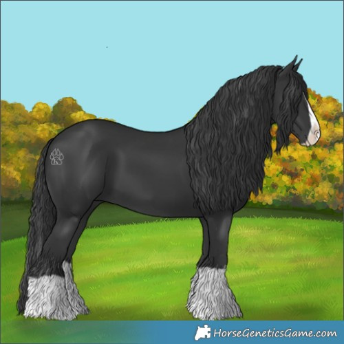 Horse Color:Black Splash