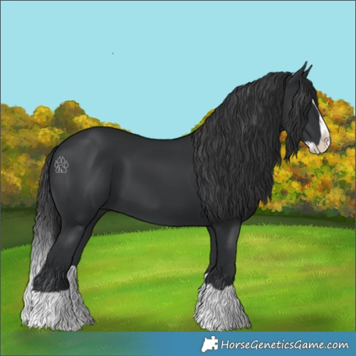 Horse Color:Black Splash 