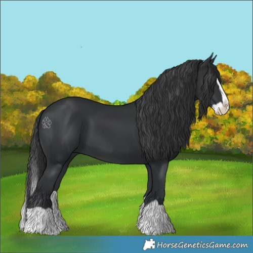Horse Color:Black Splash 