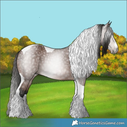Horse Color:Gray Bay Splash Tobiano 