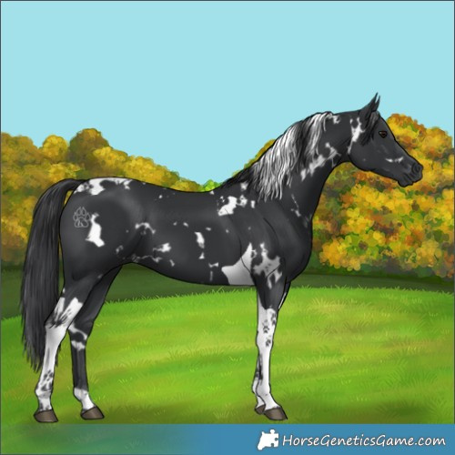 Horse Color:White Spotted Black Tobiano