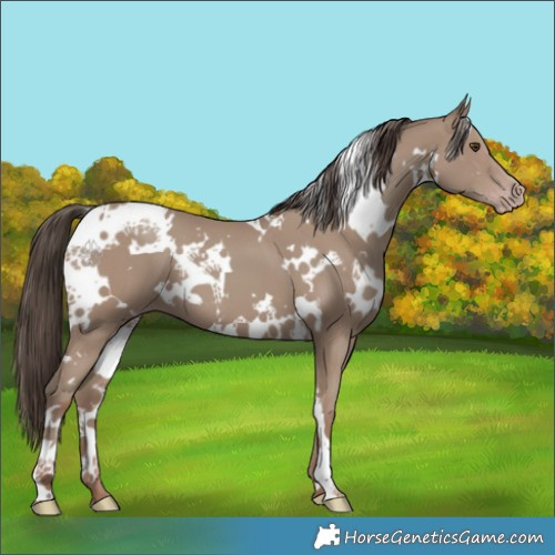 Horse Color:White Spotted Classic Champagne