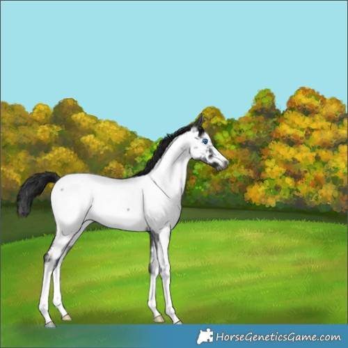 Horse Color:Gray Blue Roan Splash Frame Appaloosa