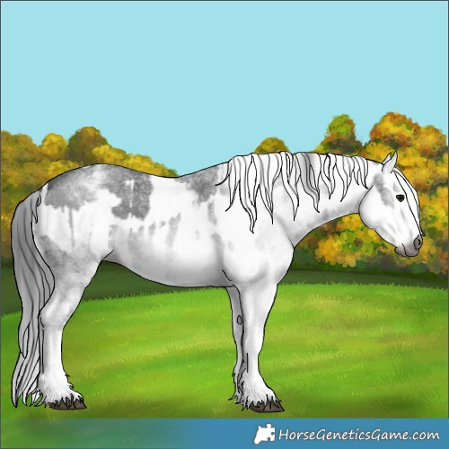 Horse Color:Gray White Spotted Black  and Gray White Spotted Black 