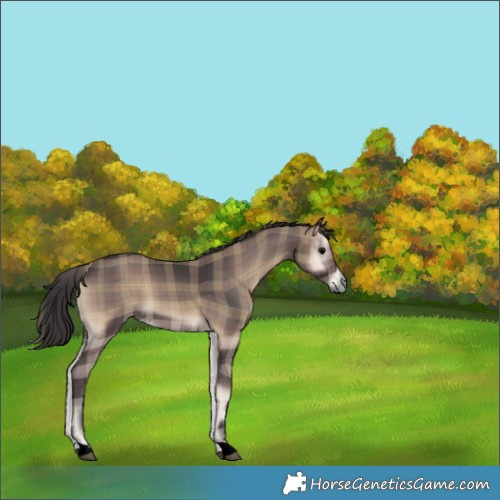 Horse Color:Plaid  Smoky Blue Onyx 