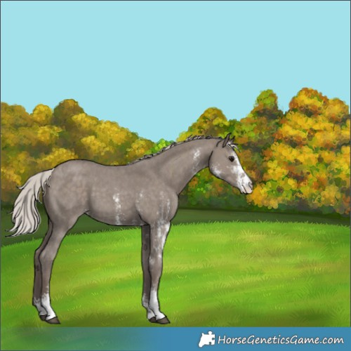Horse Color:Silver Grullo Sabino 