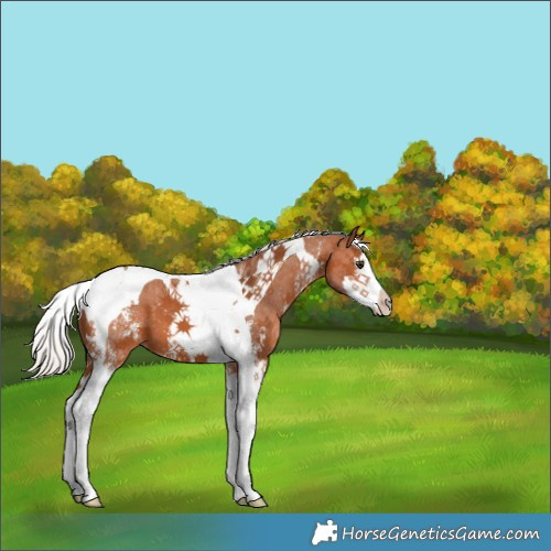 Horse Color:Silver Bay Sabino Splash Tobiano 