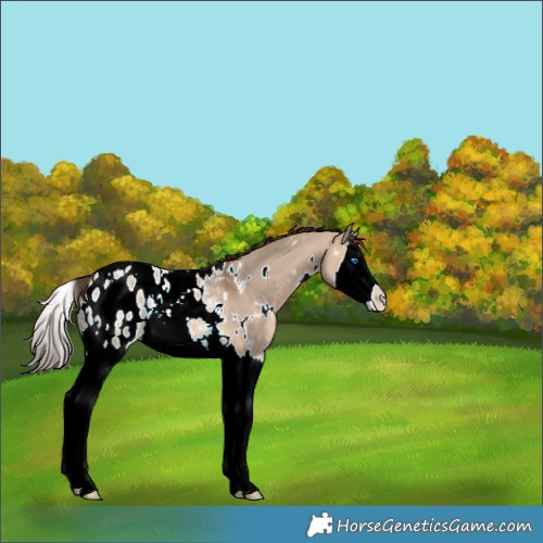 Horse Color:White Spotted Bay Ice Dun Splash Appaloosa 