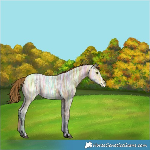 Horse Color:Void Buckskin Ice Dun Appaloosa 