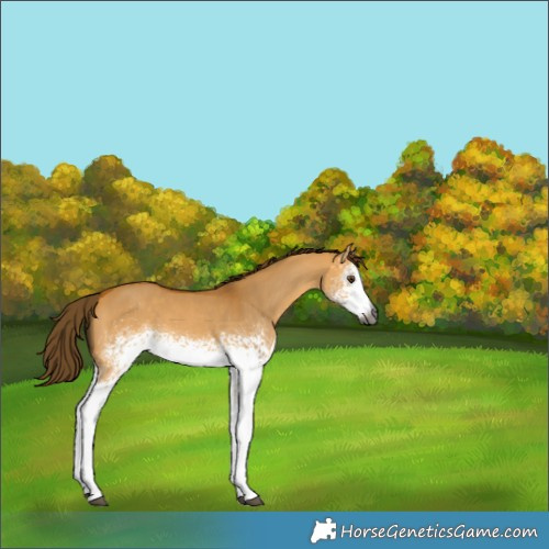 Horse Color:Gray White Spotted Buckskin Dun Appaloosa 