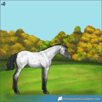 Horse Color:Blue Roan Appaloosa