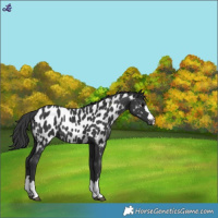 Horse Color:Black Appaloosa 