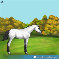 Horse Color:Blue Roan Appaloosa 