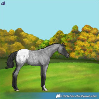 Horse Color:Blue Roan Snowcap 