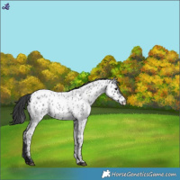 Horse Color:Blue Roan Appaloosa 