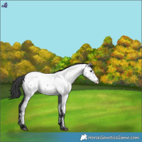 Horse Color:Blue Roan Fewspot 
