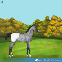 Horse Color:Blue Roan Appaloosa 