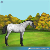 Horse Color:Blue Roan Appaloosa 