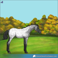 Horse Color:Blue Roan Appaloosa 