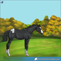 Horse Color:Black Appaloosa 