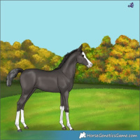 Horse Color:Smoky Black Splash