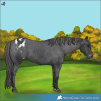 Horse Color:Black Appaloosa