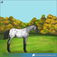 Horse Color:Blue Roan Appaloosa