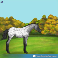 Horse Color:Blue Roan Appaloosa 