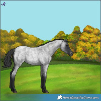 Horse Color:Blue Roan Varnish Rabicano 