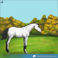 Horse Color:Blue Roan Appaloosa