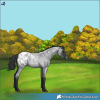 Horse Color:Blue Roan Appaloosa 