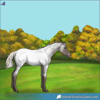 Horse Color:Silver Blue Roan Appaloosa