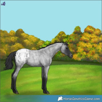Horse Color:Blue Roan Appaloosa 