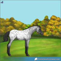 Horse Color:Blue Roan Near Leopard 
