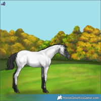 Horse Color:Blue Roan Appaloosa 