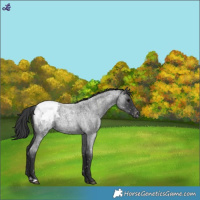 Horse Color:Blue Roan Snowcap 