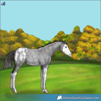 Horse Color:Smoky Blue Roan Splash Appaloosa
