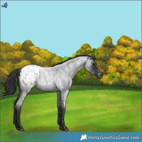 Horse Color:Blue Roan Blanket 