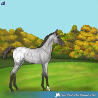 Horse Color:Smoky Blue Roan Appaloosa 