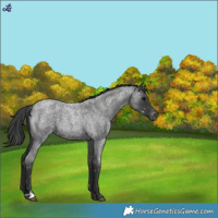 Horse Color:Blue Roan Snowflake Varnish 