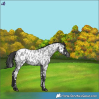 Horse Color:Blue Roan Appaloosa 