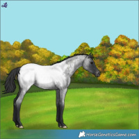Horse Color:Blue Roan Appaloosa